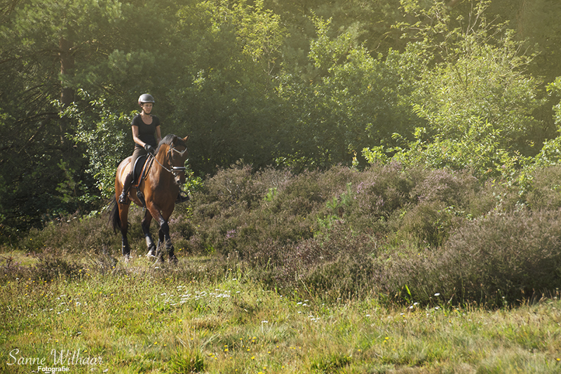 Preventieve behandeling osteopathie paard