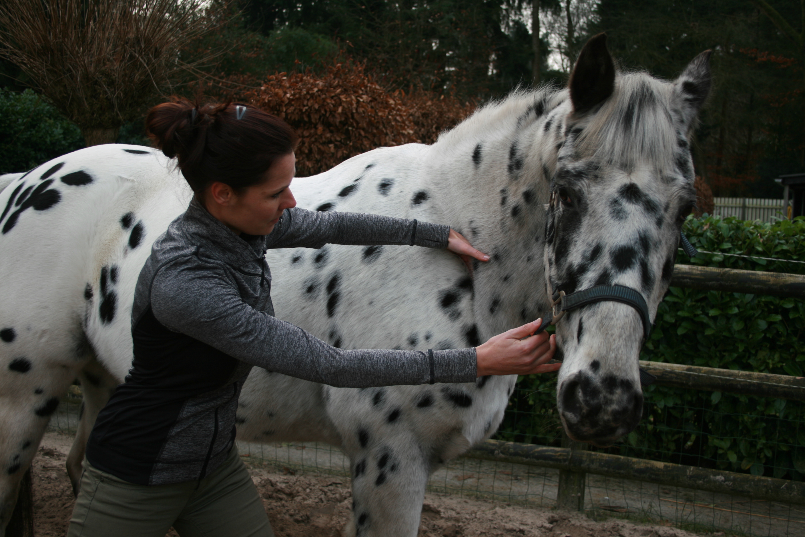 Samenwerking unitas osteopathie paarden