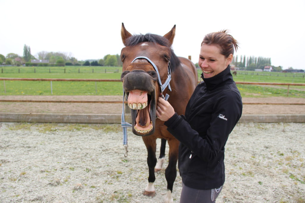 indicaties osteopathie paard