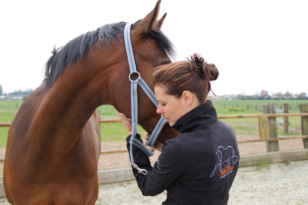 Wat is osteopathie voor paarden