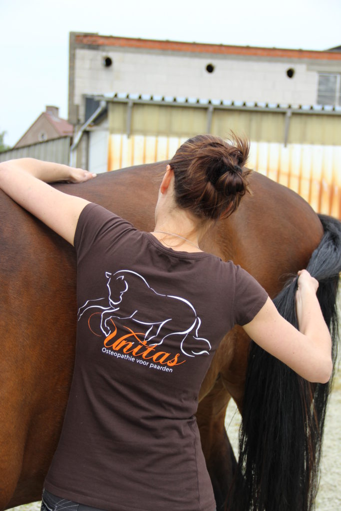 Osteopathische behandeling paard