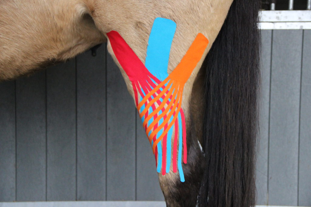 medical taping paard