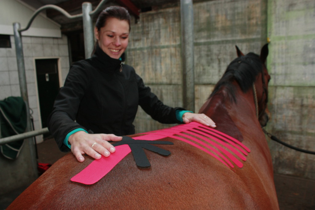 Nazorg Osteopathie paard