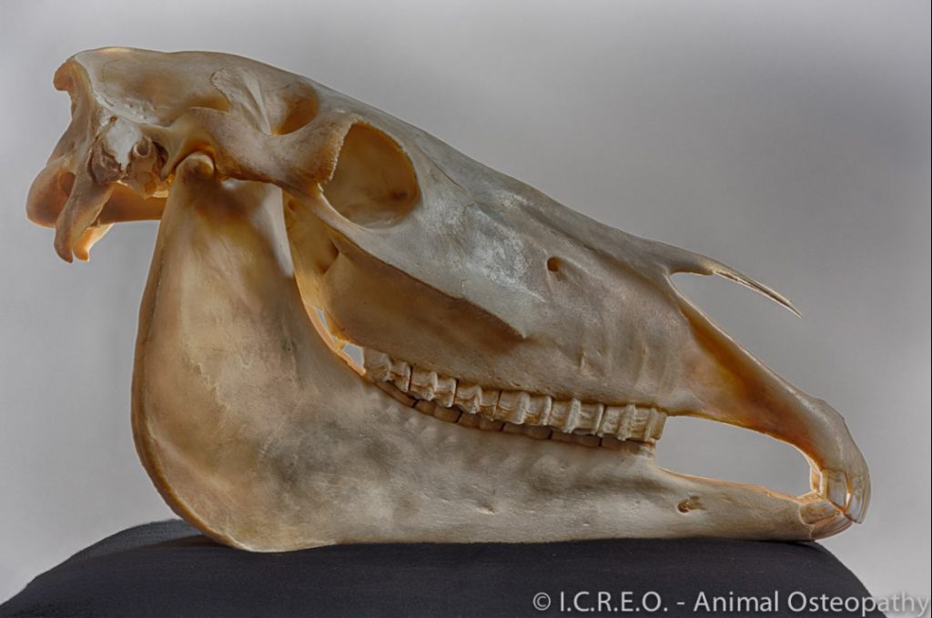 Osteopathie geschiedenis