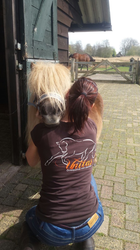 Unitas osteopathie paarden