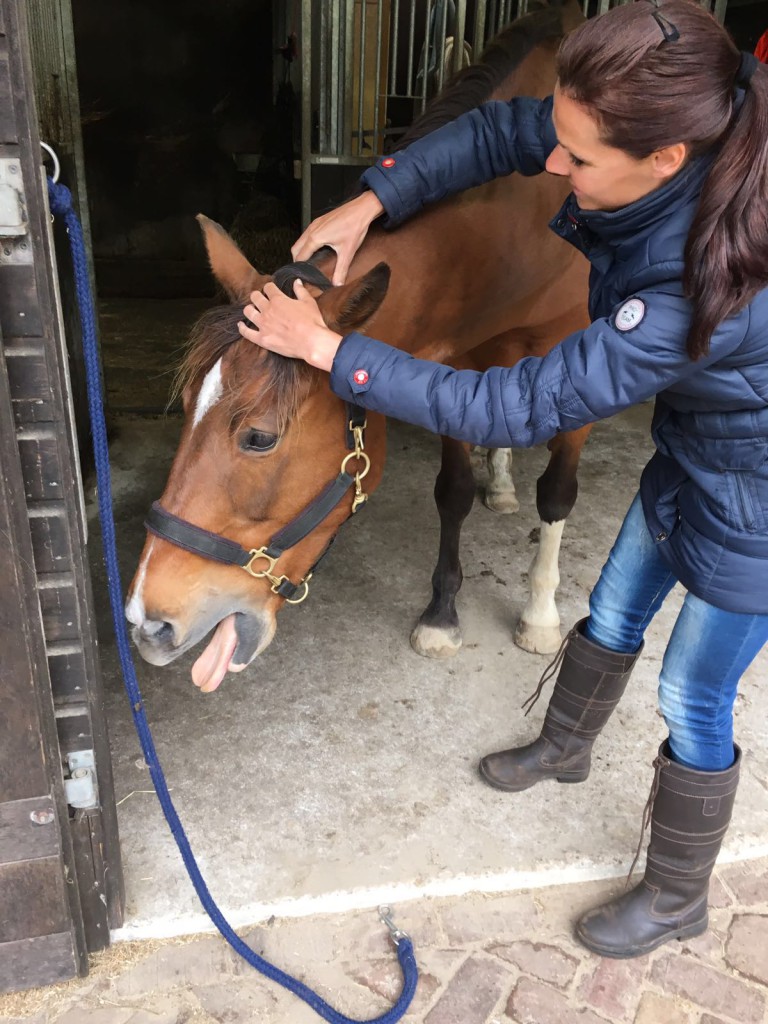 Unitas osteopathie paarden