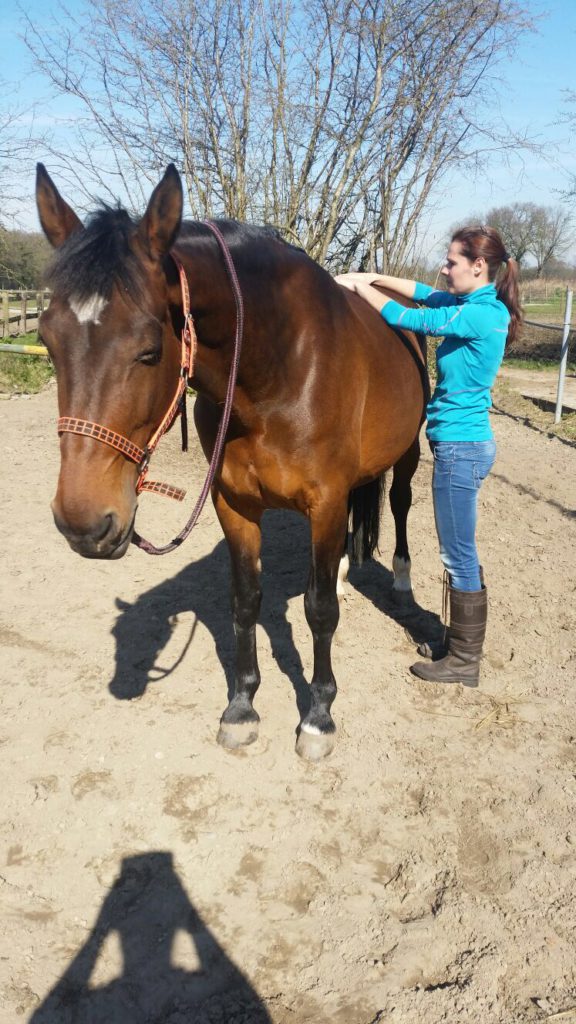 osteopathie paarden