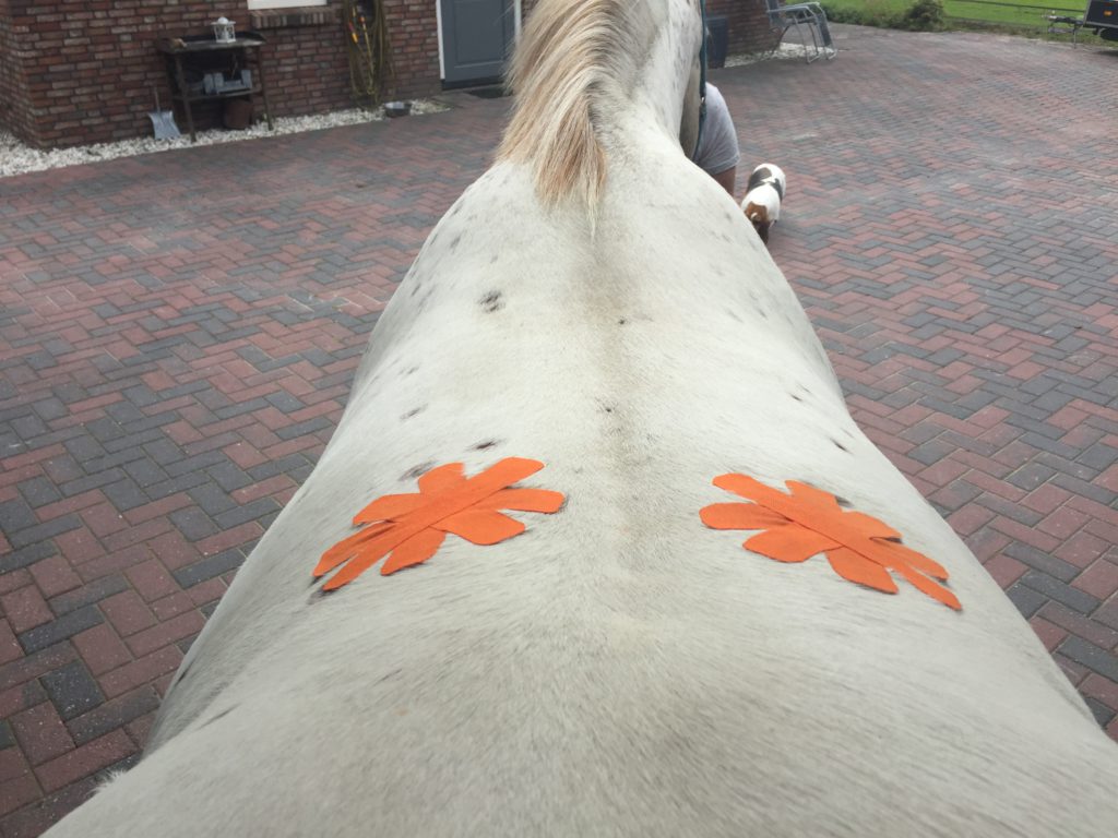 Medical taping paard