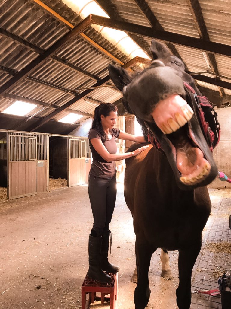 osteopathie paarden