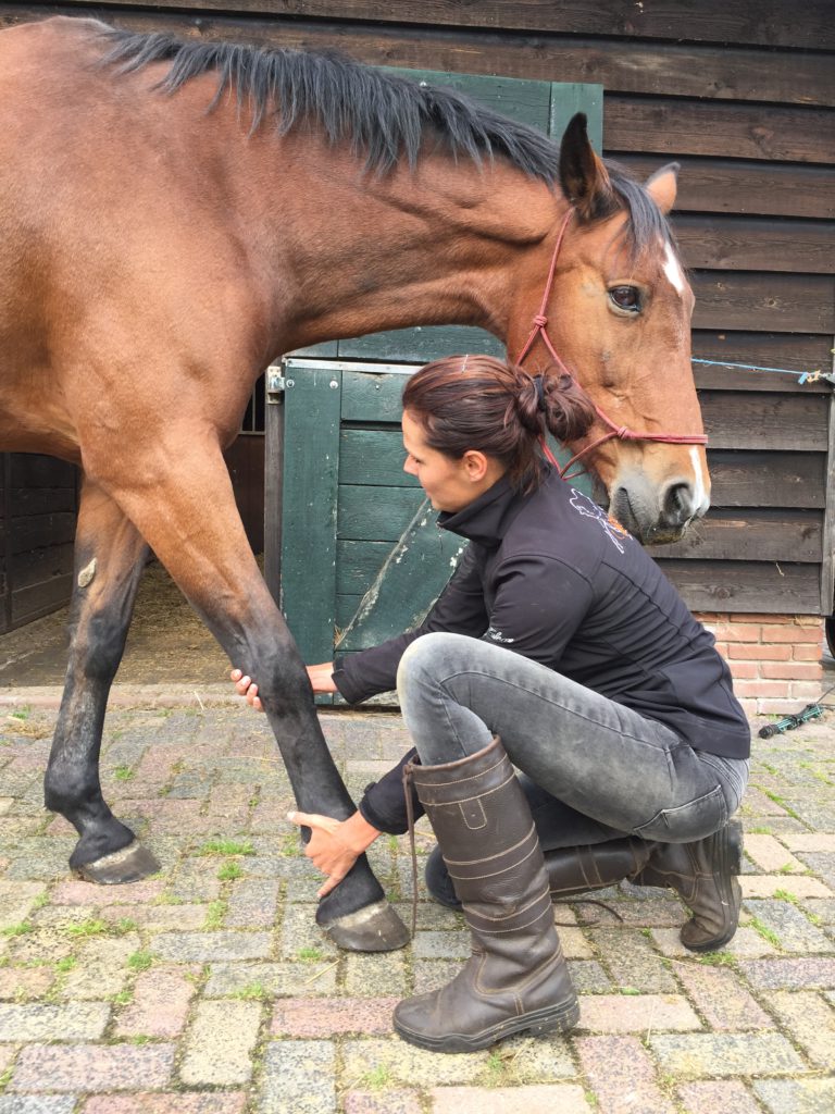 osteopathie paarden