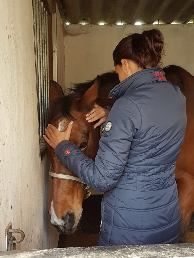 cranio sacraal osteopathie paard