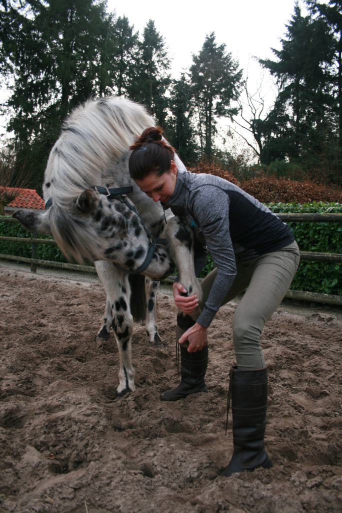 Samenwerking Unitas Osteopathie paarden