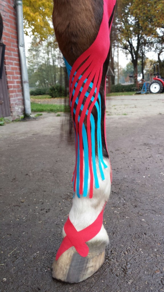 Medical Taping Osteopathie paard