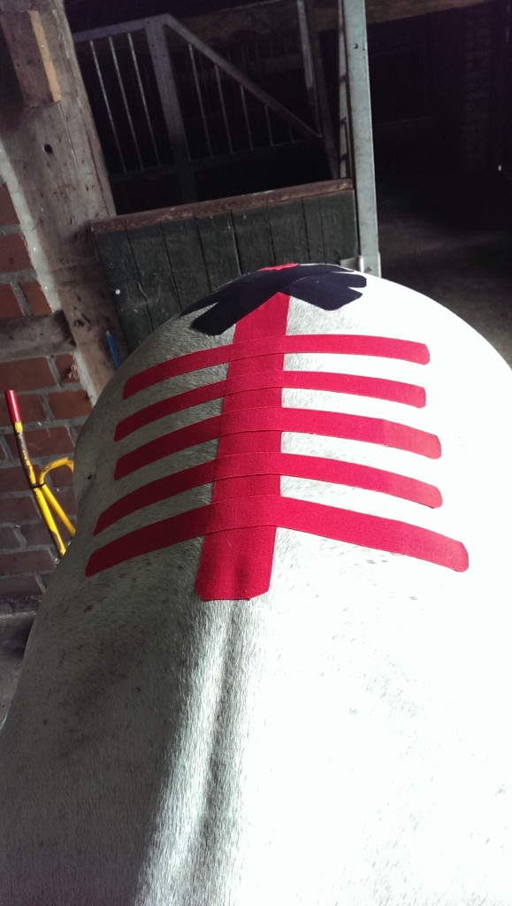 Medical Taping Osteopathie paard