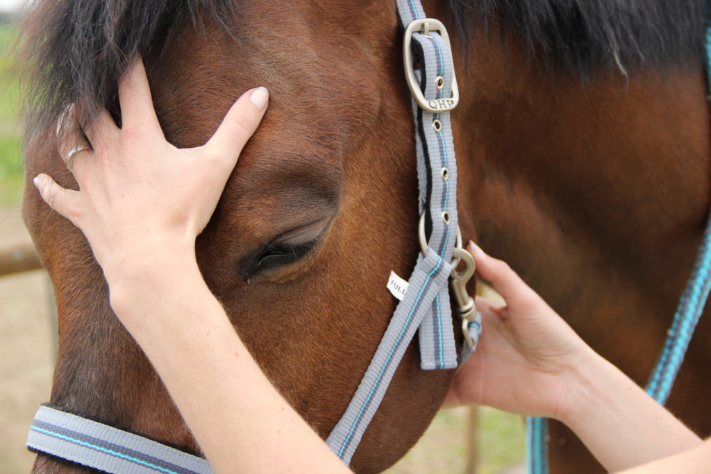 Osteopathie paard