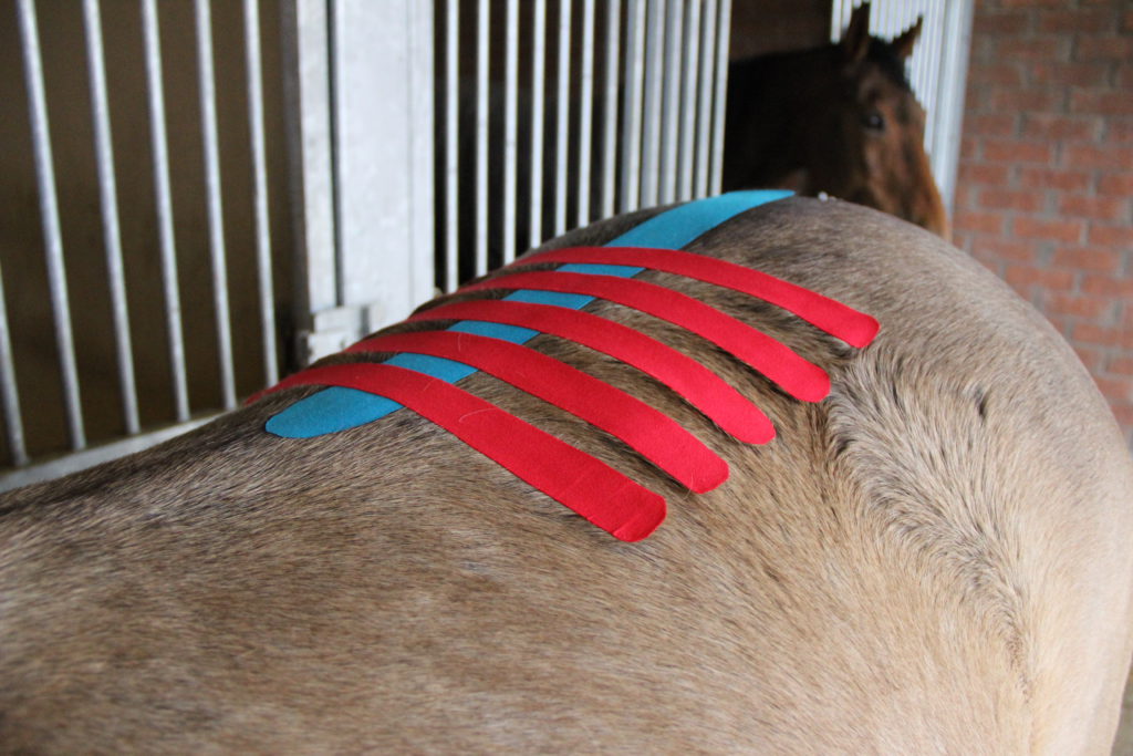 medical taping paarden