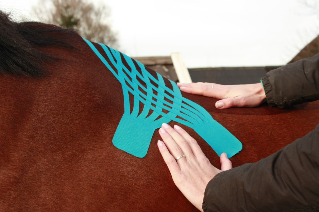 Medical Taping Osteopathie paard