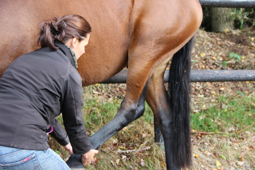 Linda Limburg Unitas osteopathie paarden